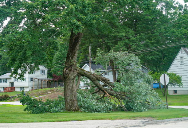 Best Stump Grinding and Removal  in Roberta, GA
